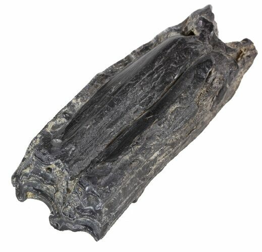 Pleistocene Aged Fossil Horse Tooth - Florida #53180
